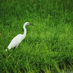 Bird on grassy field