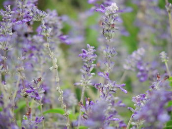 Close-up of purple flowering plants on field