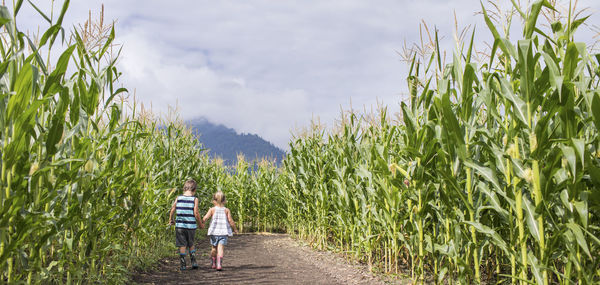 Rear view of people walking on road amidst plants