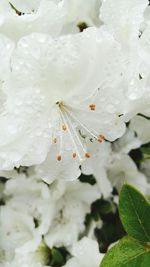 Close-up of white flower