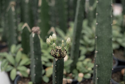 Close-up of flowering plant