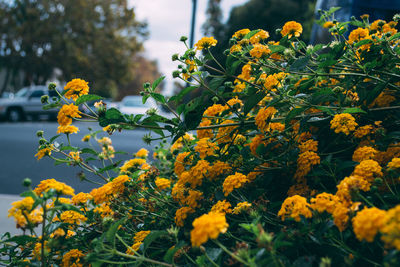 Close-up of yellow flowering plants