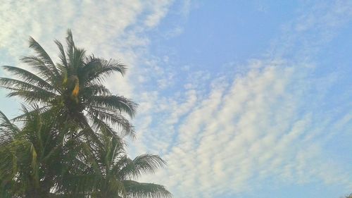 Low angle view of palm trees against cloudy sky