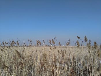 Plants growing on field against clear blue sky