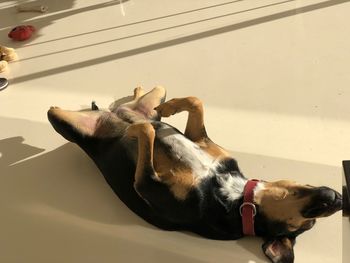 High angle view of dog lying on floor at home