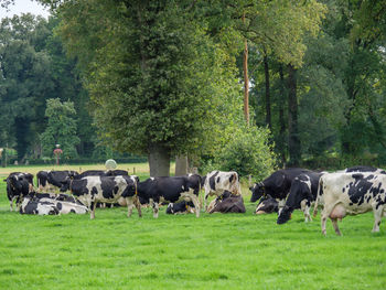 Fields and meadows near winterswijk in the netherlands