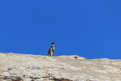 View of horse on rock against clear blue sky