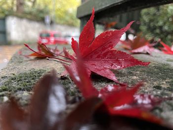 Close-up of red maple leaves