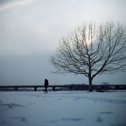 Bare trees in park