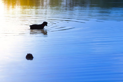 Ducks swimming in lake