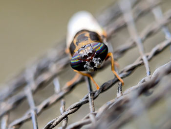 Close-up of insect