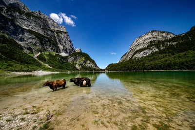 View of horses on lake against sky