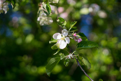Close-up of flowers