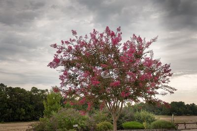 Low angle view of pink flower tree against sky