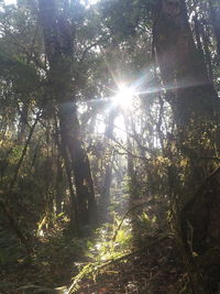 Sun shining through trees