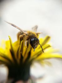 Close-up of bee on yellow flower