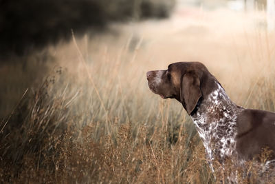 Side view of dog on field