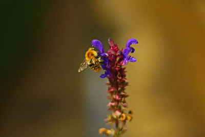 Close-up of insect on purple flowering plant