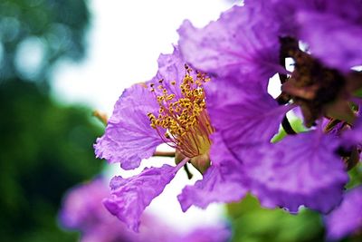 Close-up of purple flower