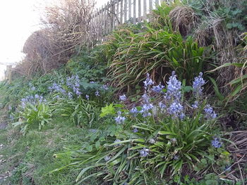 Close up of purple flowers blooming in park