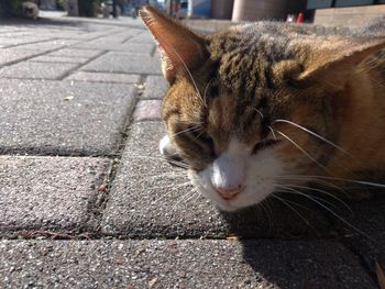 Close-up of a cat on street