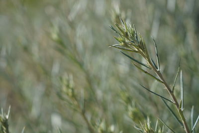 Close-up of wheat growing on field