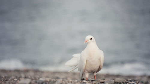 Pigeons in the beach. turkey tail breed.