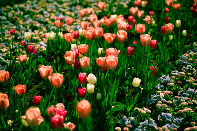 Close-up of red tulips in field