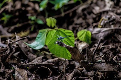 Close-up of insect on leaf