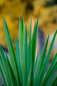 Close-up of plant