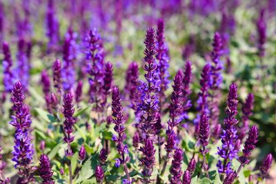 Close-up of purple flowering plants on field