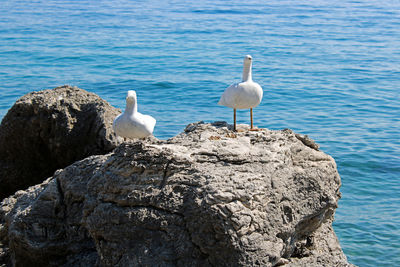 Seagulls perching on rock by sea
