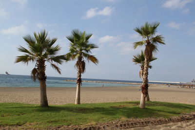 Palm trees on beach against sky