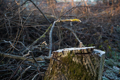 Close-up of tree trunk