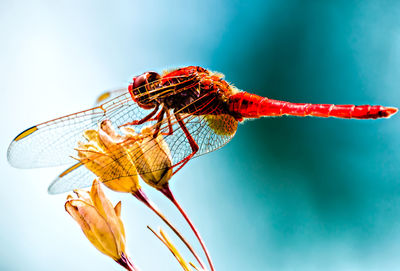 Close-up of dragonfly on leaf