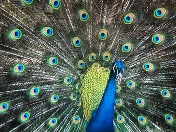 Close-up of peacock