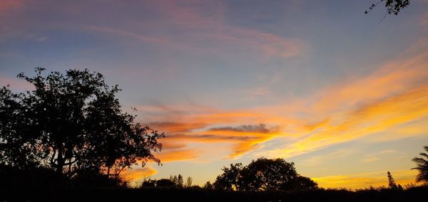 Low angle view of silhouette trees against sky during sunset