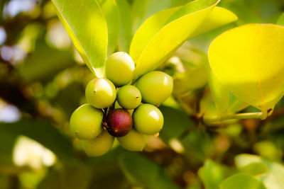 Close-up of fruits growing on tree