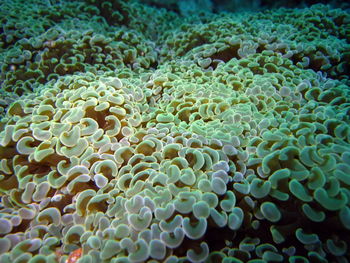 Full frame shot of coral in sea