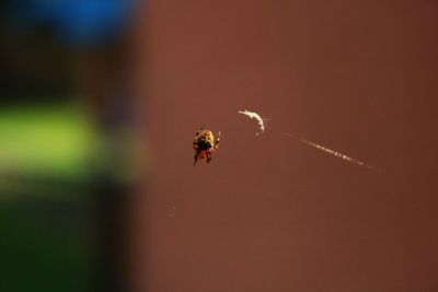 Close-up of insect