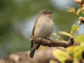 Close-up of taiga flycatcher perching on branch