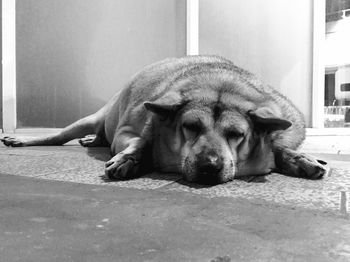 Stray dog sleeping on street