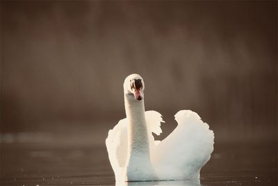 Close-up of a swan on lake