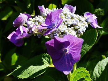 Close-up of purple hydrangea blooming outdoors