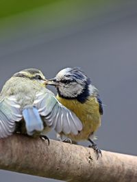 Close-up of birds perching on tree