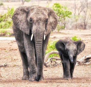 View of elephant