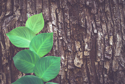 Close-up of leaves on tree trunk