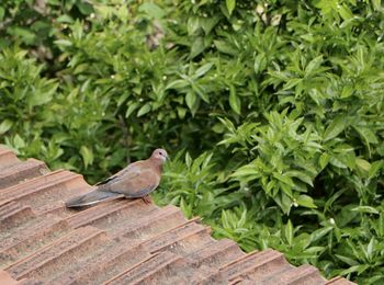 Bird perching on wood