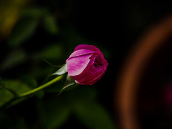 Close-up of pink flower blooming outdoors