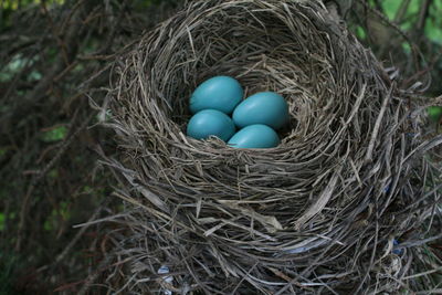 High angle view of eggs in nest